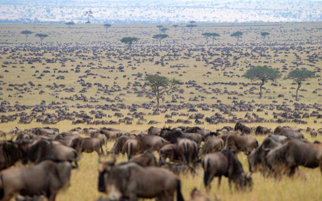 The Great Wildebeest Migration in Kenya: Nature’s Greatest Wildlife Spectacle